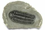 Top Quality Morocops Trilobite - Ofaten, Morocco #255596-2